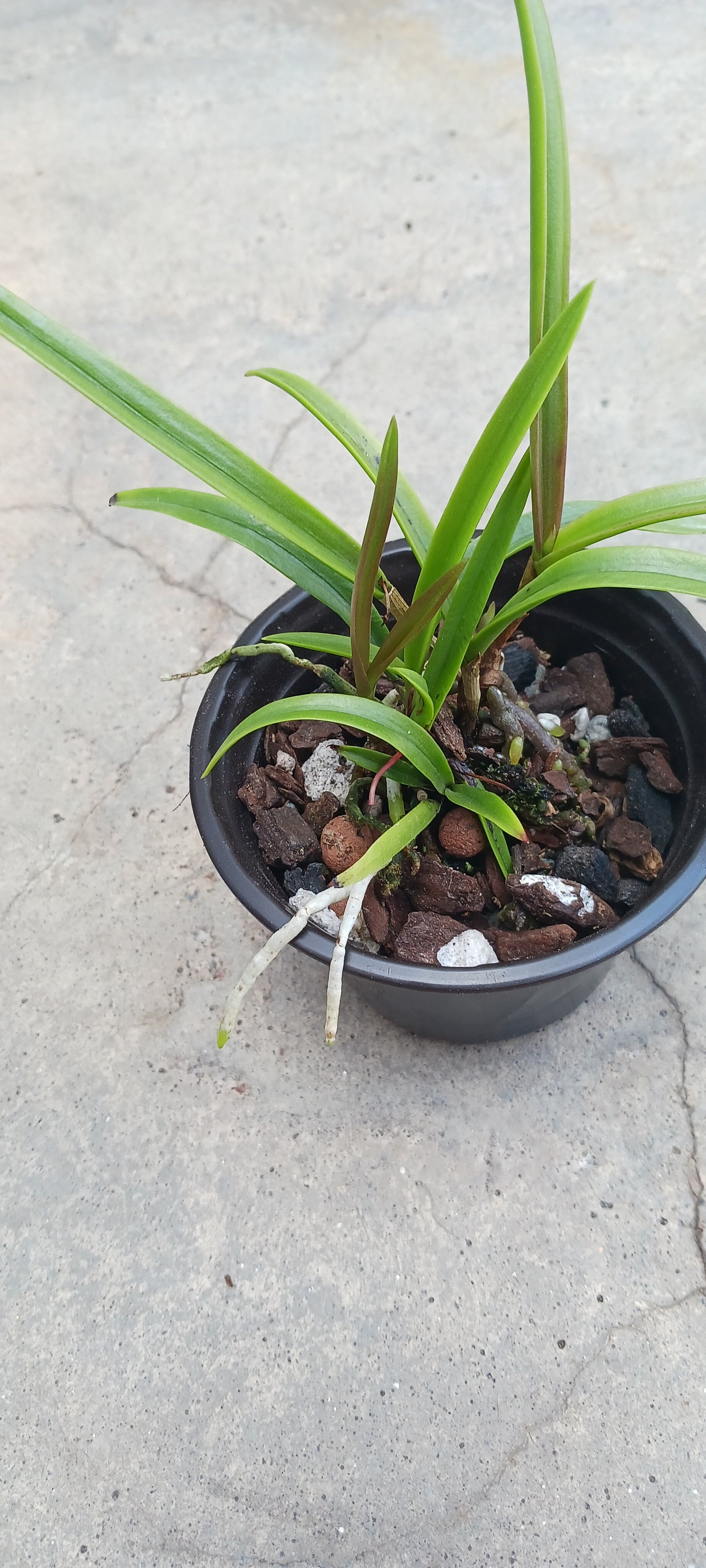 Orchid Cattleya Bepi Green Dragon x B Myakka Stars Mad Happenings Tropical Plant