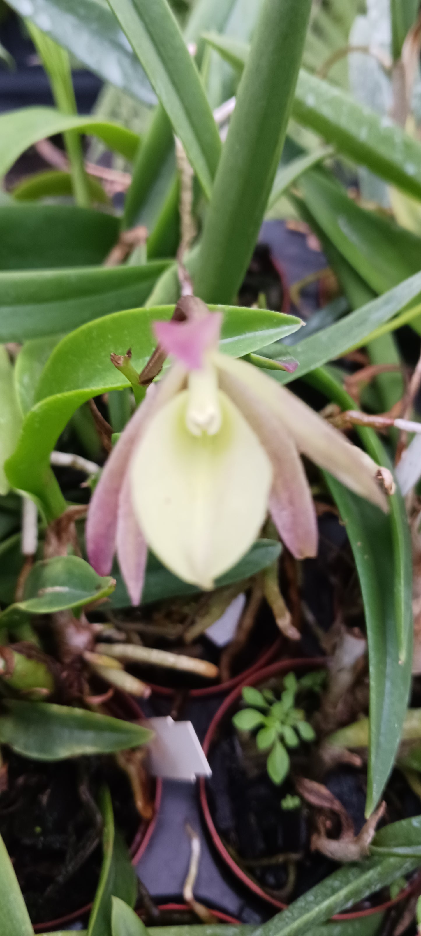 Orchid Cattleya Bepi Green Dragon x B Myakka Stars Mad Happenings Tropical Plant