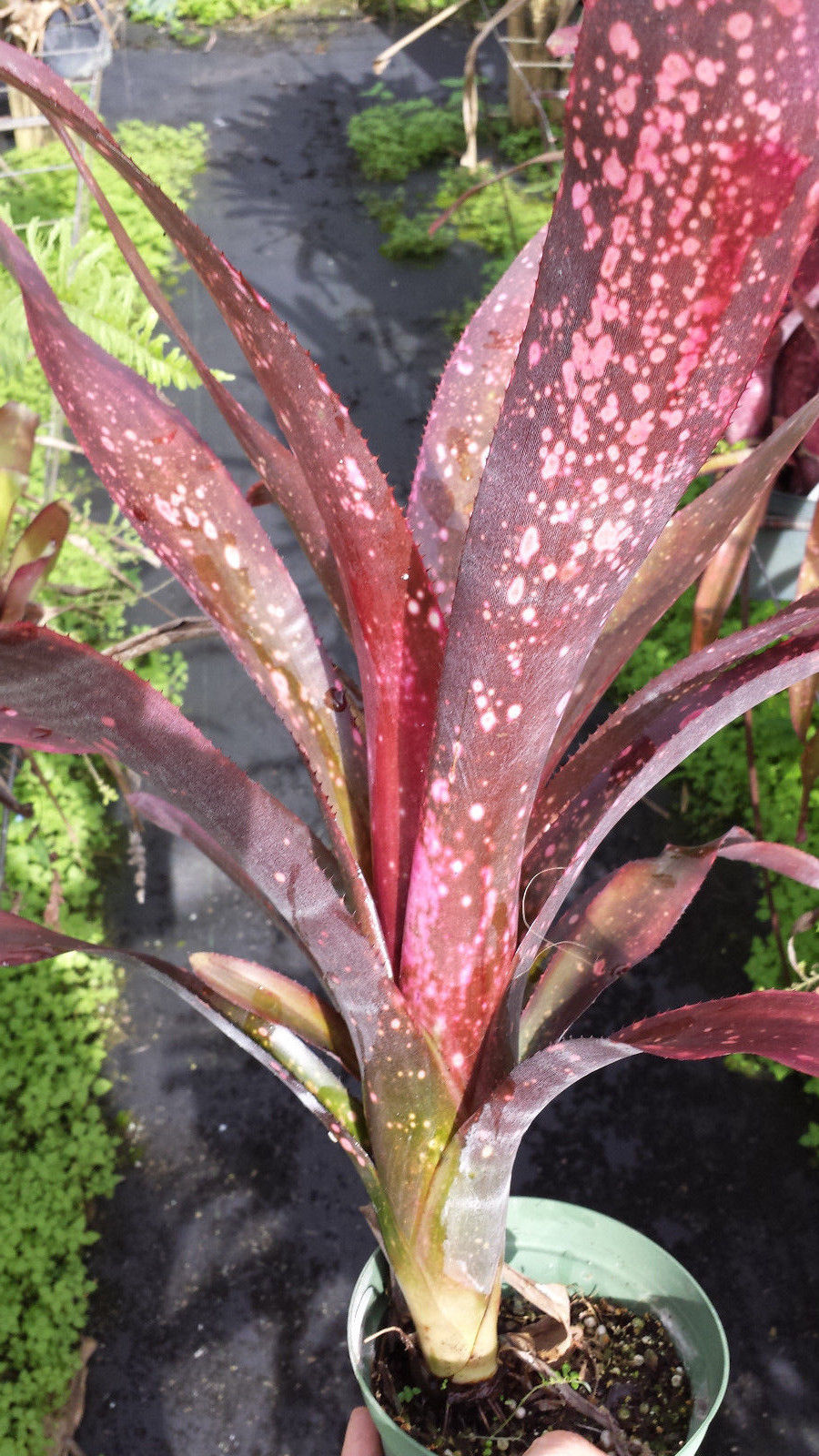 Bromeliad 4 pack of mixed types of Bromeliad