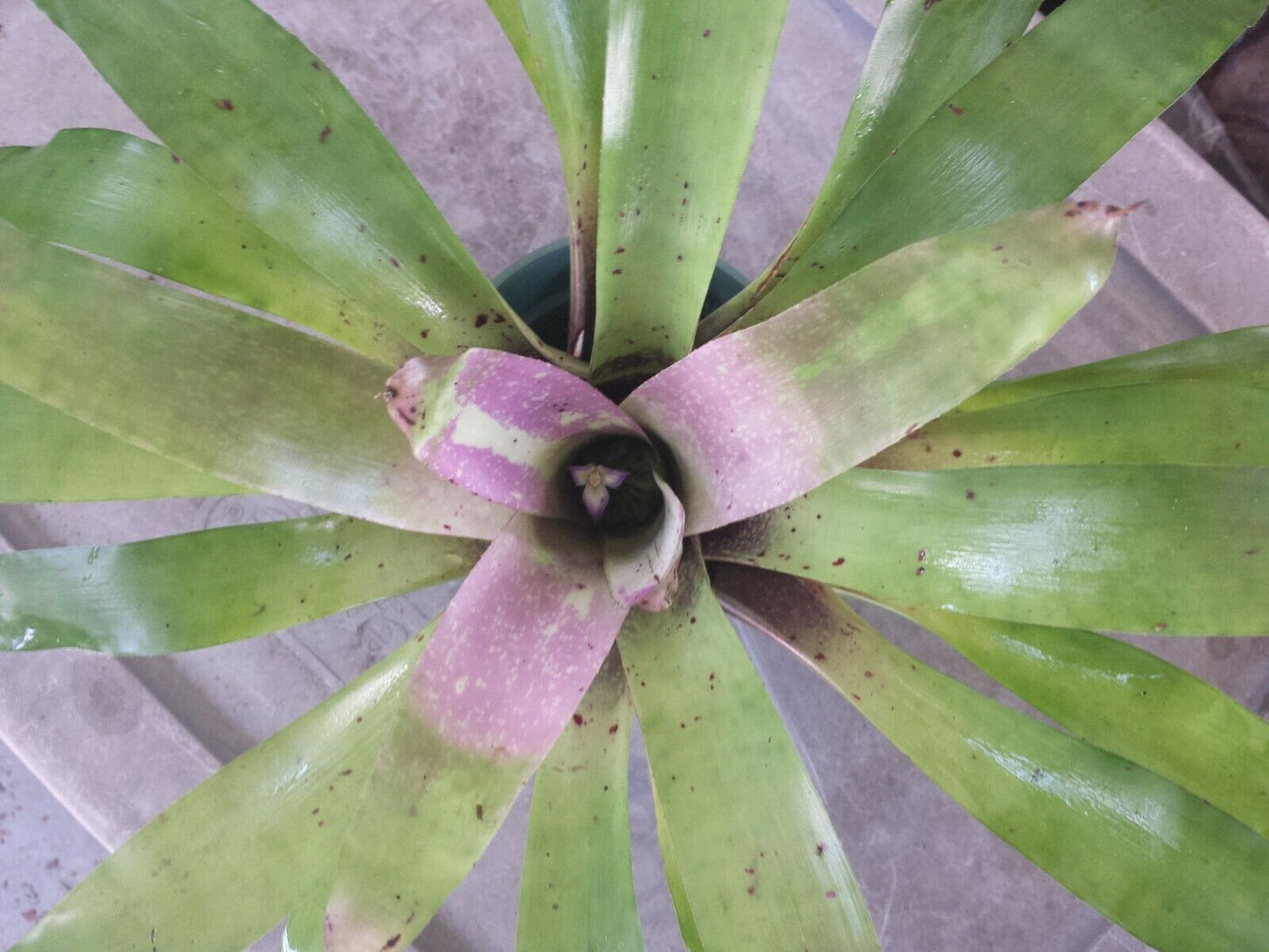 Bromeliad 4 pack of mixed types of Bromeliad