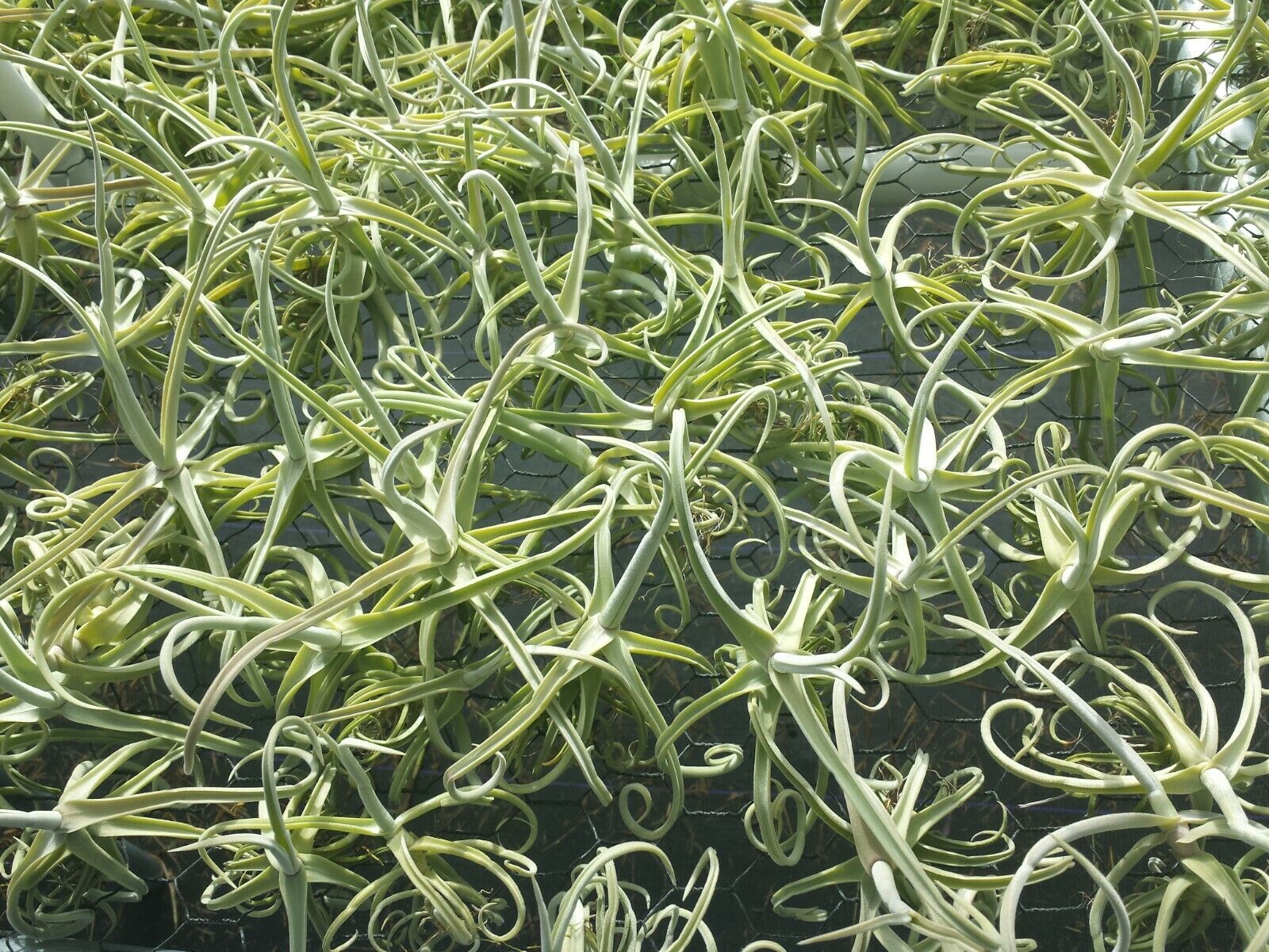duratii air plant Bromeliad Tillandsia Duratii Fragrant Curly Air Plant med size – MadHappenings