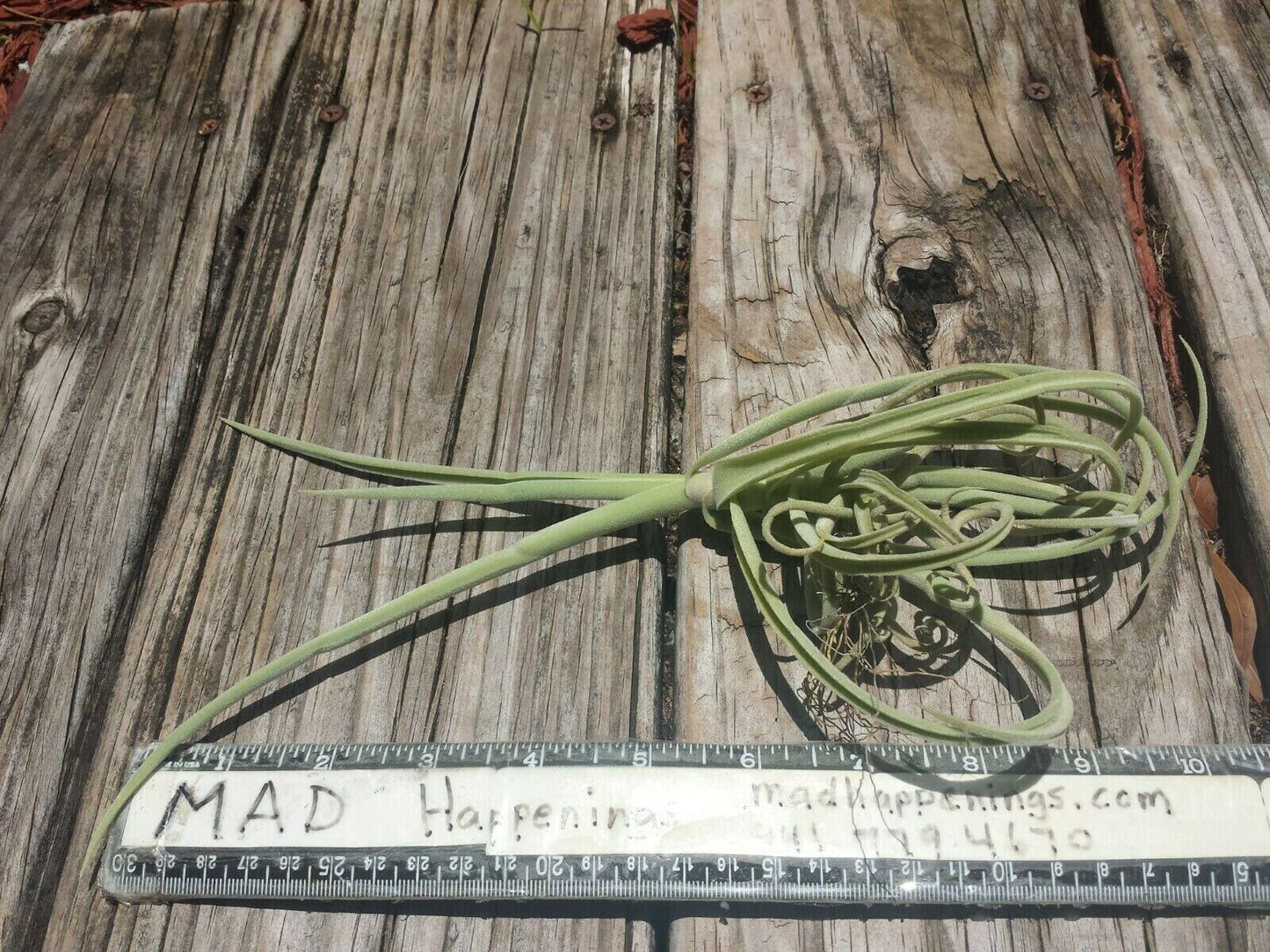 Bromeliad Tillandsia Duratii Fragrant Curly Air Plant med size