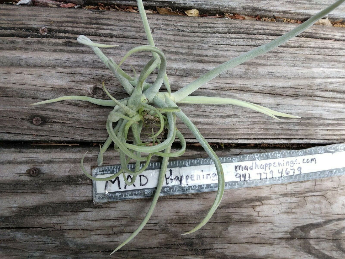 Bromeliad Tillandsia Duratii Fragrant Curly Air Plant med size