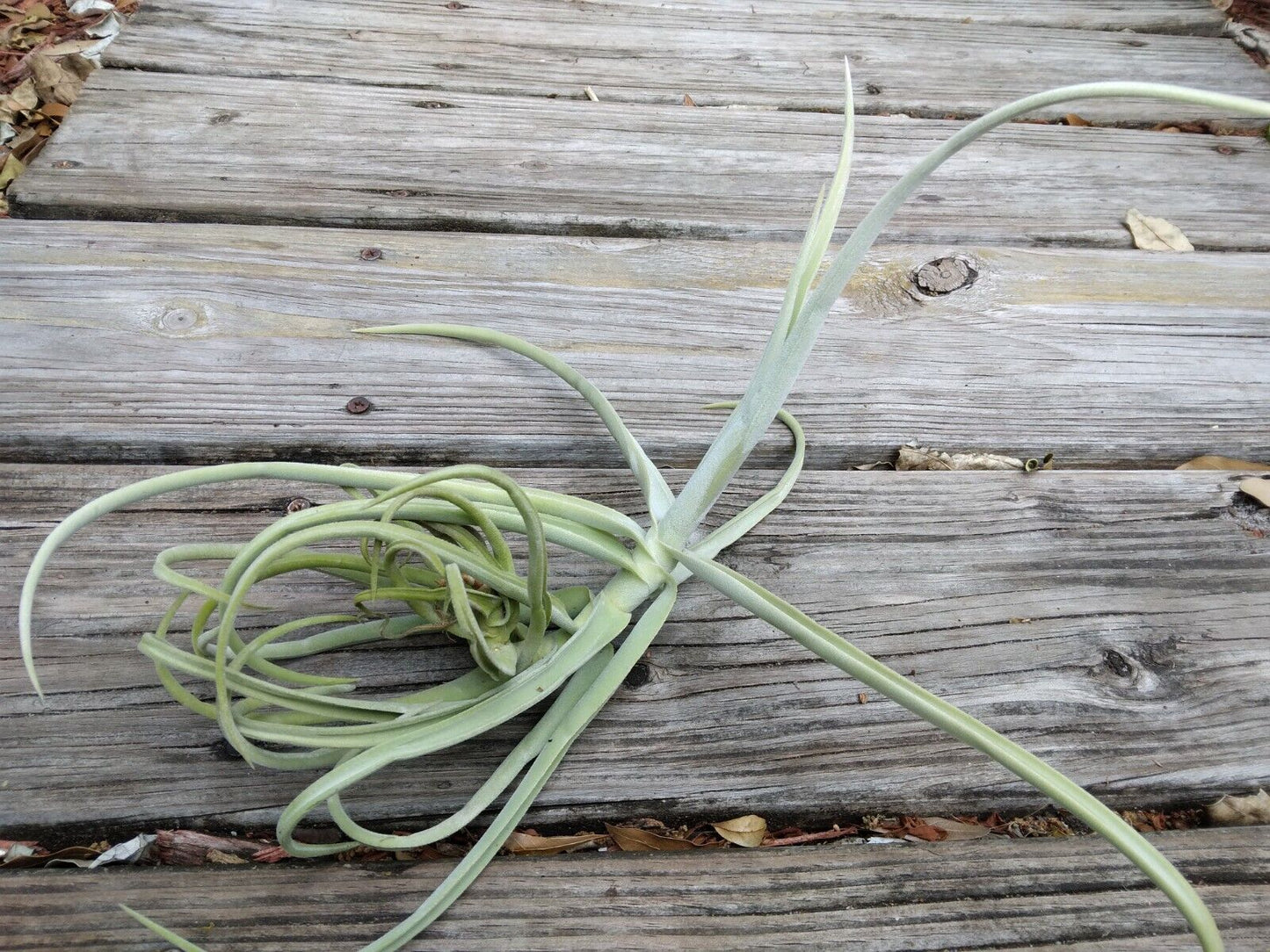 Bromeliad Tillandsia Duratii Fragrant Curly Air Plant med size