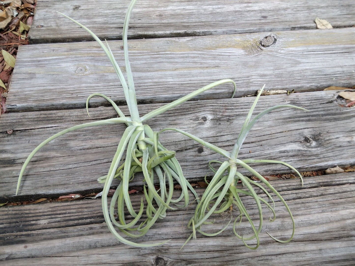 Bromeliad Tillandsia Duratii Fragrant Curly Air Plant med size