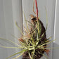 Bromeliad Tillandsia Mounted five on hanging coconut Exotic Tropical Air Plant