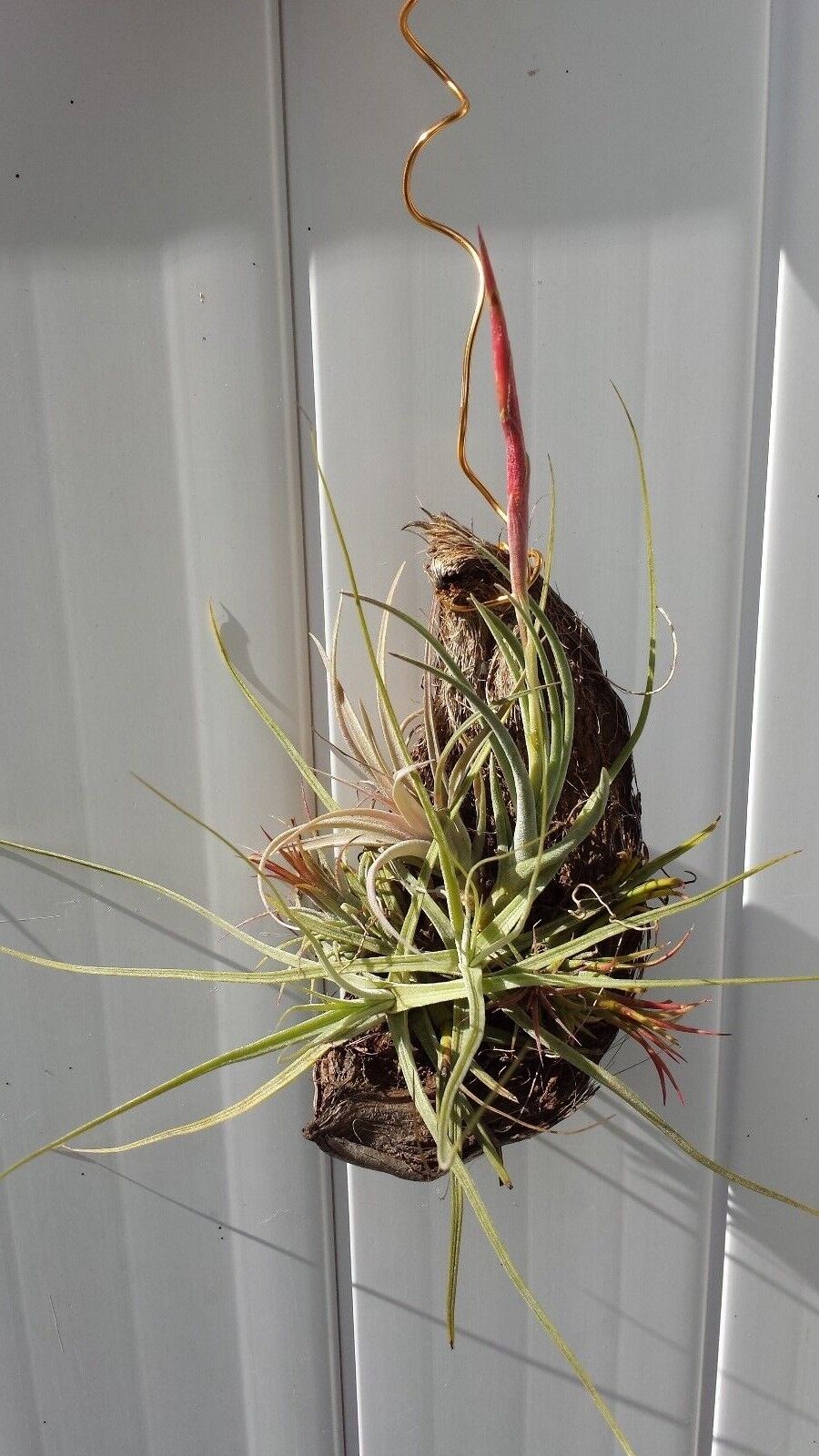 air plants bromeliads Bromeliad Tillandsia Mounted five on hanging coconut Exotic Tropical A – MadHappenings