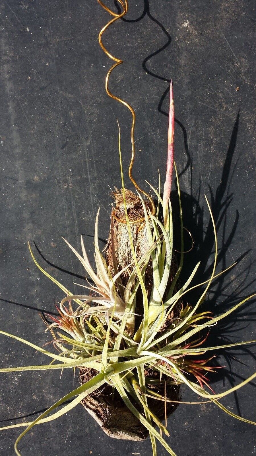 Bromeliad Tillandsia Mounted five on hanging coconut Exotic Tropical Air Plant