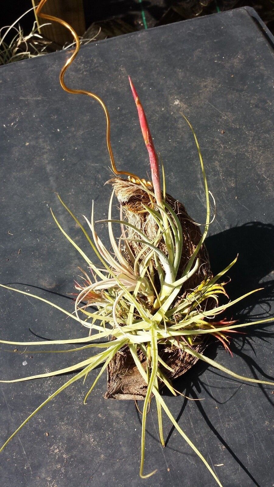 Bromeliad Tillandsia Mounted five on hanging coconut Exotic Tropical Air Plant