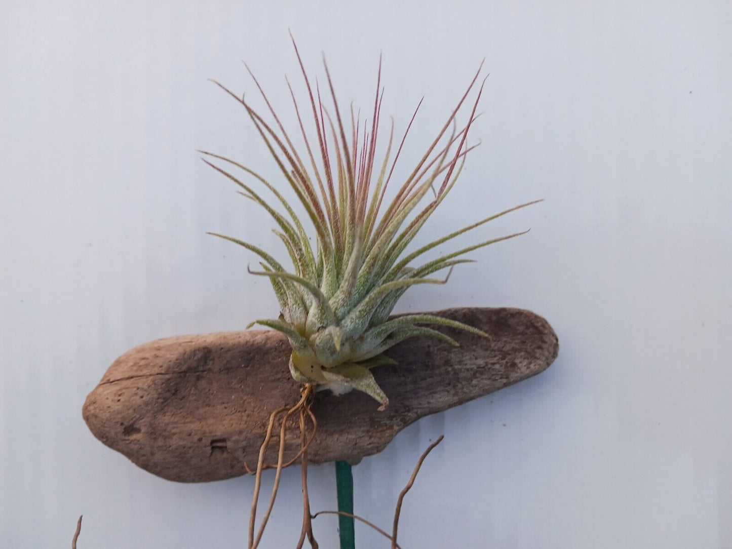 Bromeliad Tillandsia mounted on Driftwood for in terrarium Tropical Air Plant