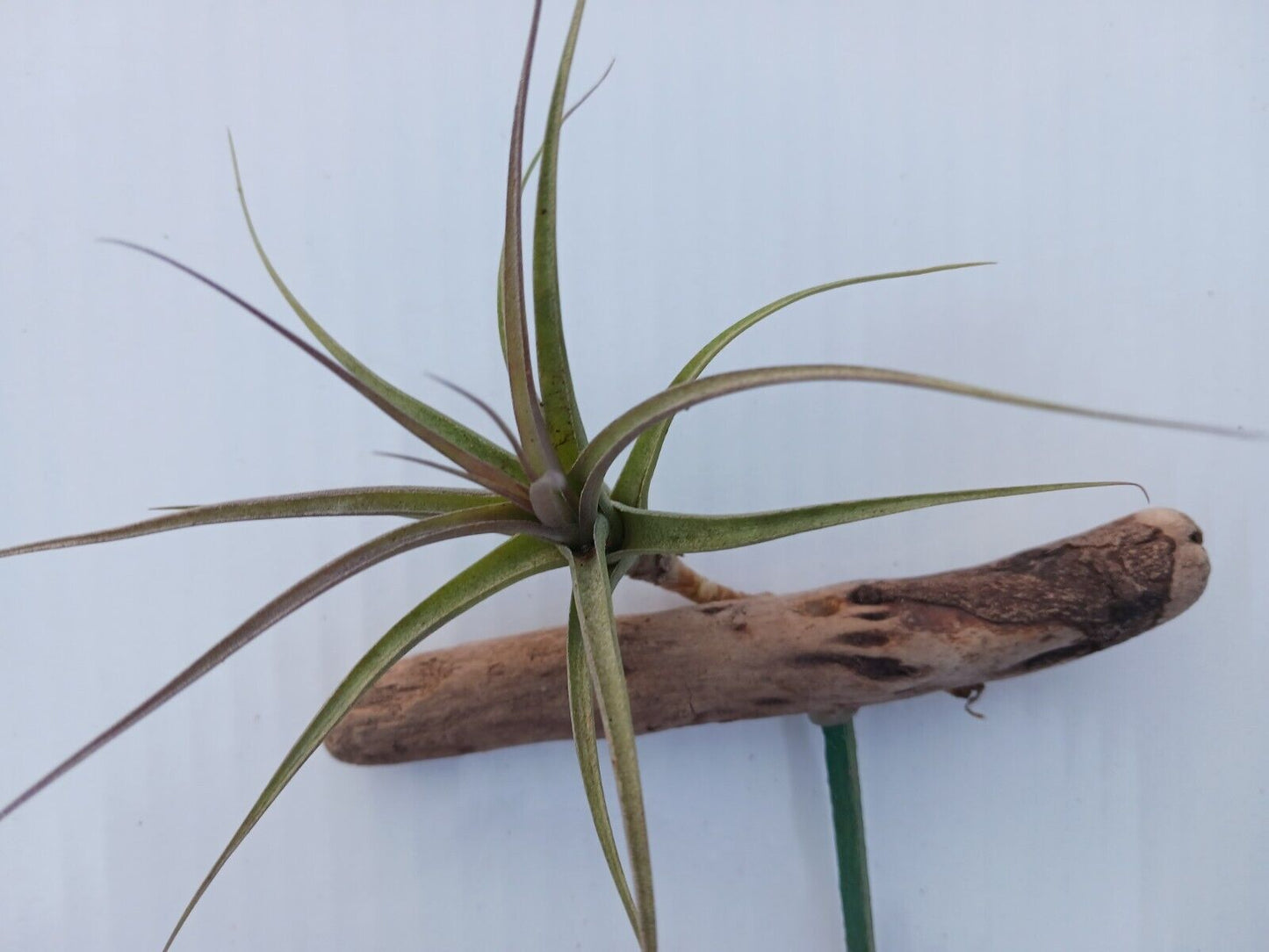 Bromeliad Tillandsia mounted on Driftwood for in terrarium Tropical Air Plant
