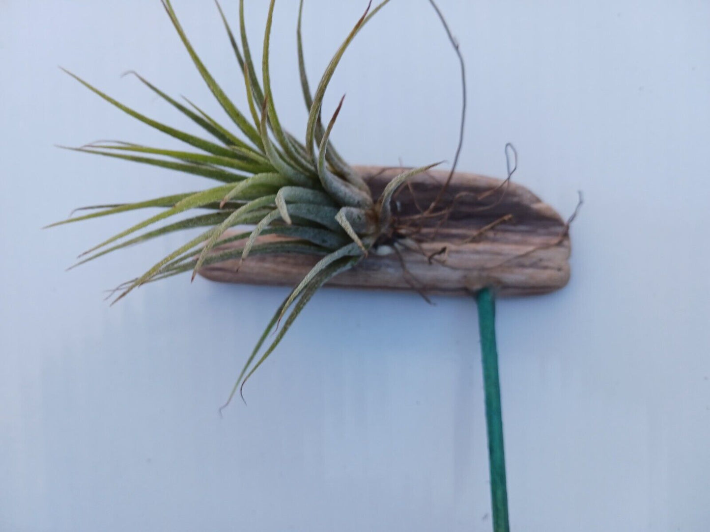 Bromeliad Tillandsia mounted on Driftwood for in terrarium Tropical Air Plant