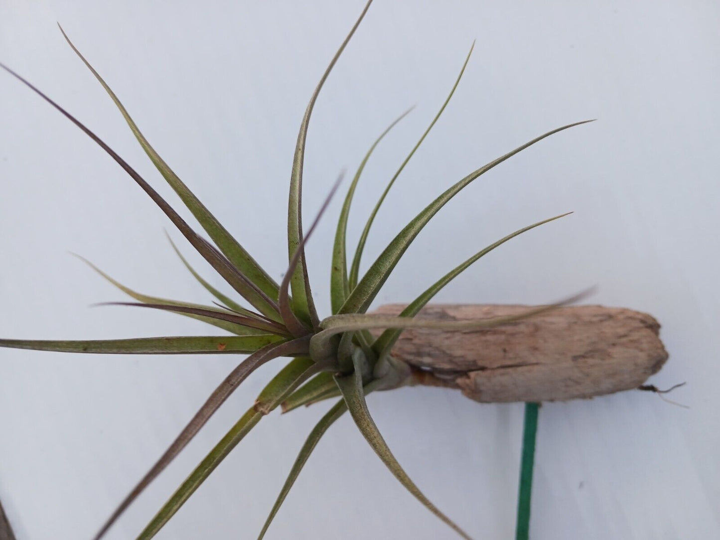 Bromeliad Tillandsia mounted on Driftwood for in terrarium Tropical Air Plant