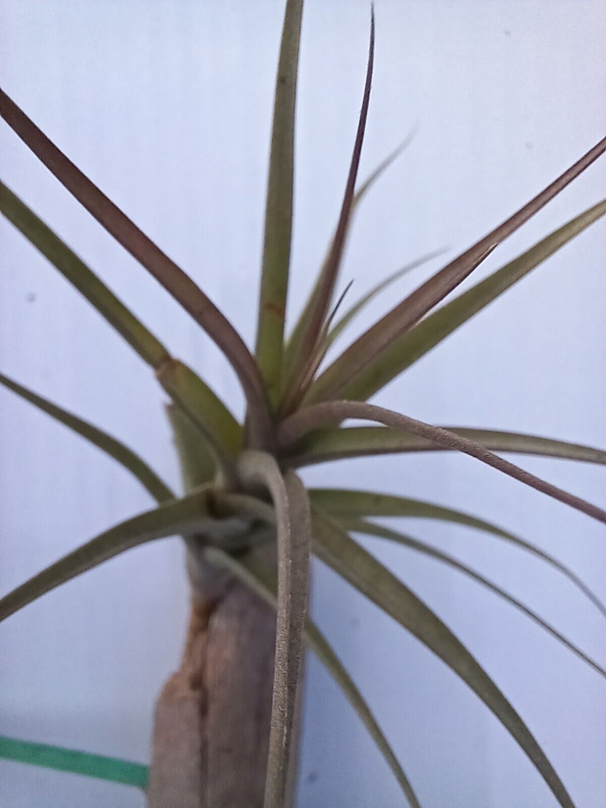 Bromeliad Tillandsia mounted on Driftwood for in terrarium Tropical Air Plant