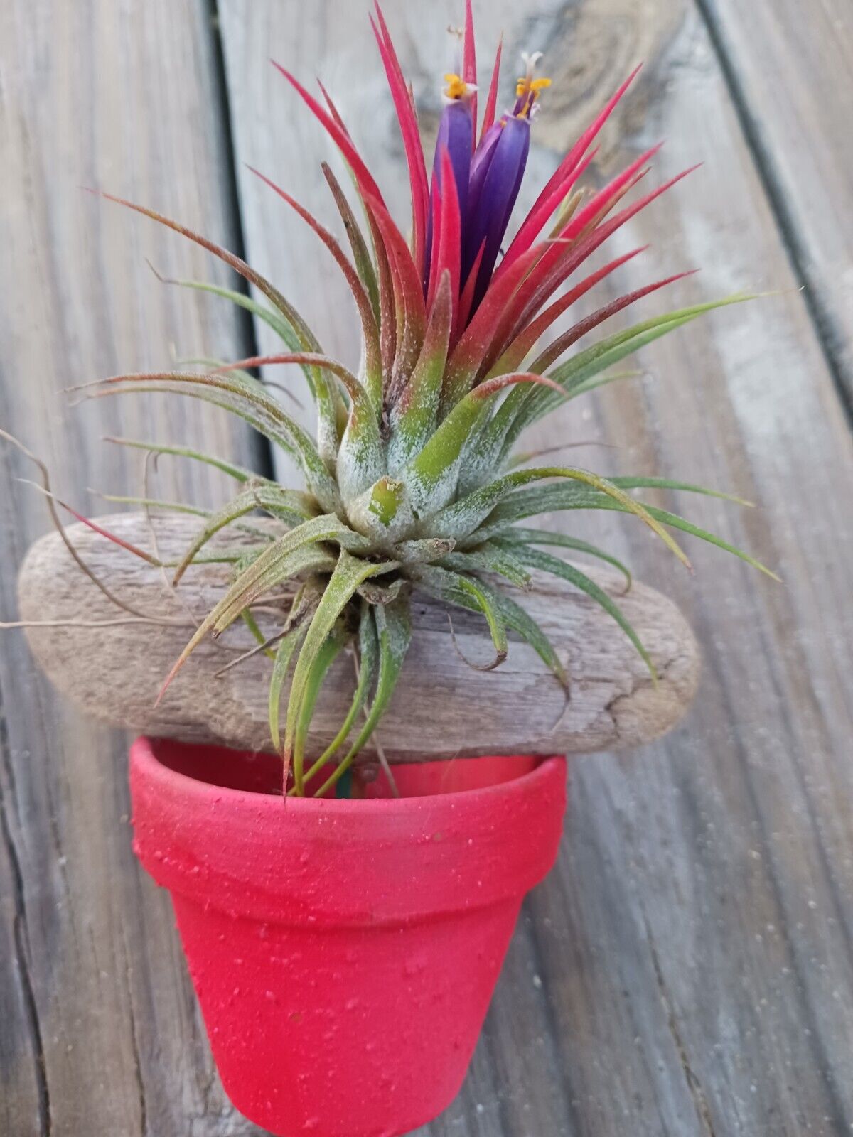 tropical bromeliad house plant Bromeliad Tillandsia mounted on Driftwood placed in pot Tropical Air Plant