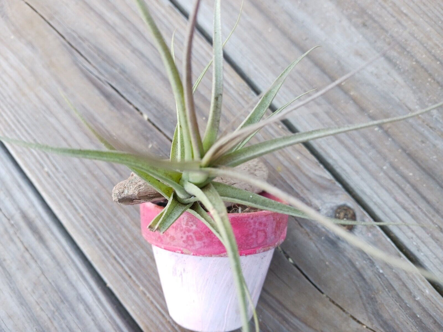 Bromeliad Tillandsia mounted on Driftwood placed in pot Tropical Air Plant