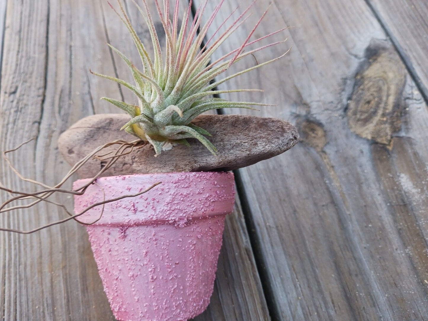 Bromeliad Tillandsia mounted on Driftwood placed in pot Tropical Air Plant