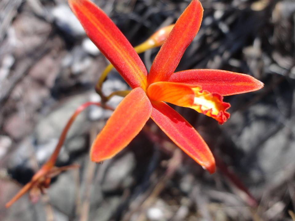 Orchid Cattleya Brazillian Angel x leopoldi aka tigrina