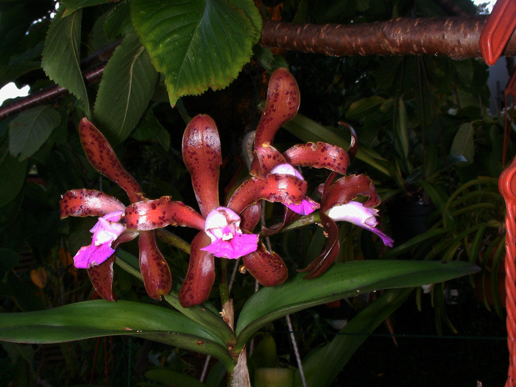 Orchid Cattleya Brazillian Angel x leopoldi aka tigrina