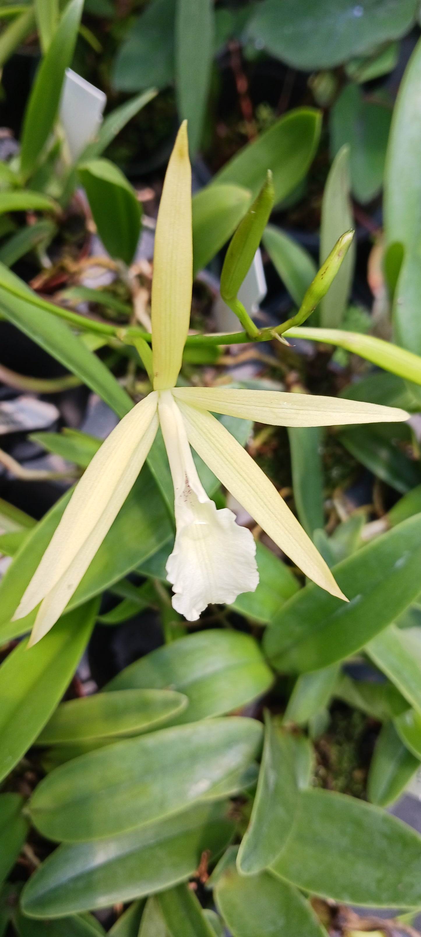 Cattleya Brassavola C Gold Star x B nodosa 4 inch pot