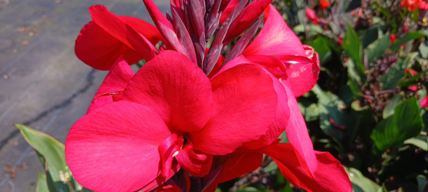 Canna Lily Pink-Red Rose plant not seed bulb rhizome