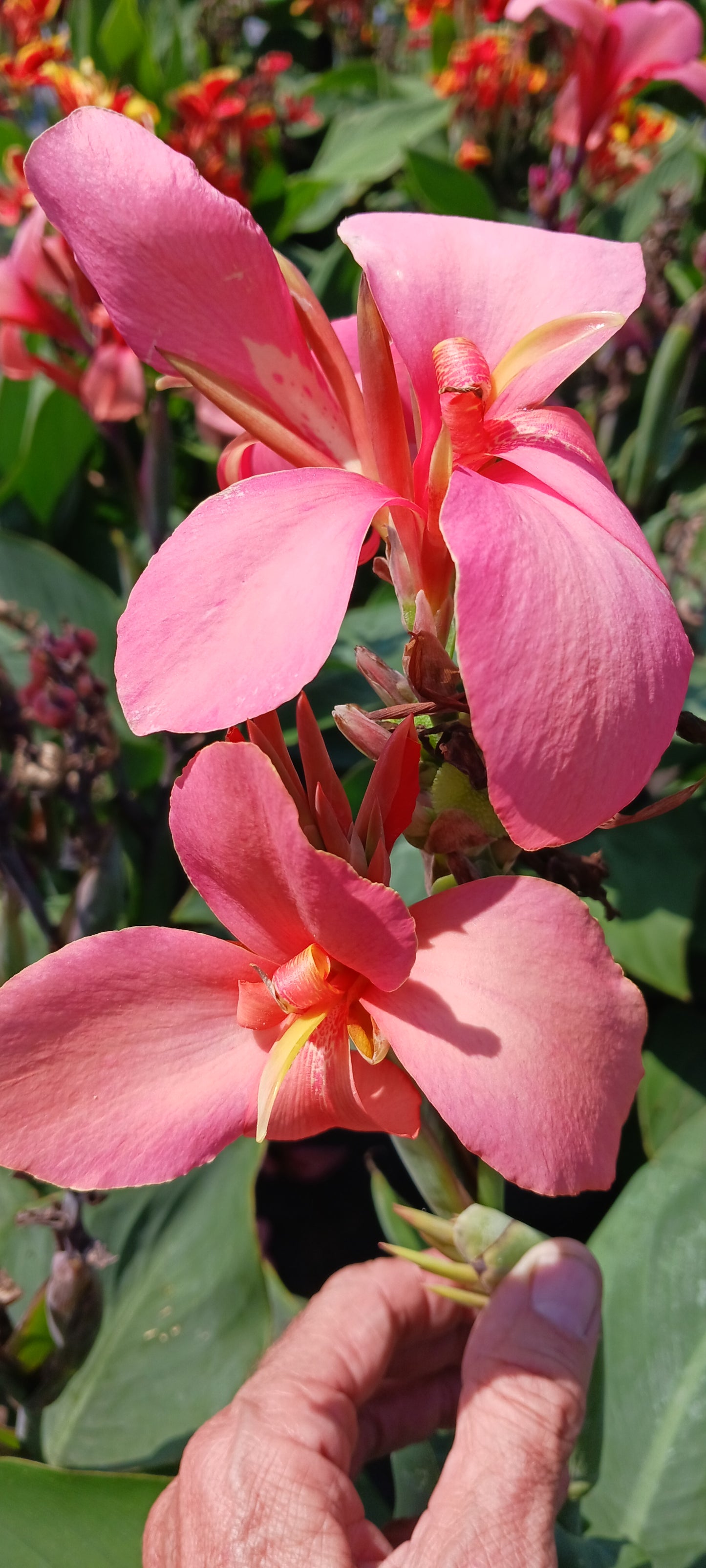 Canna Lily Pink plant not seed bulb rhizome