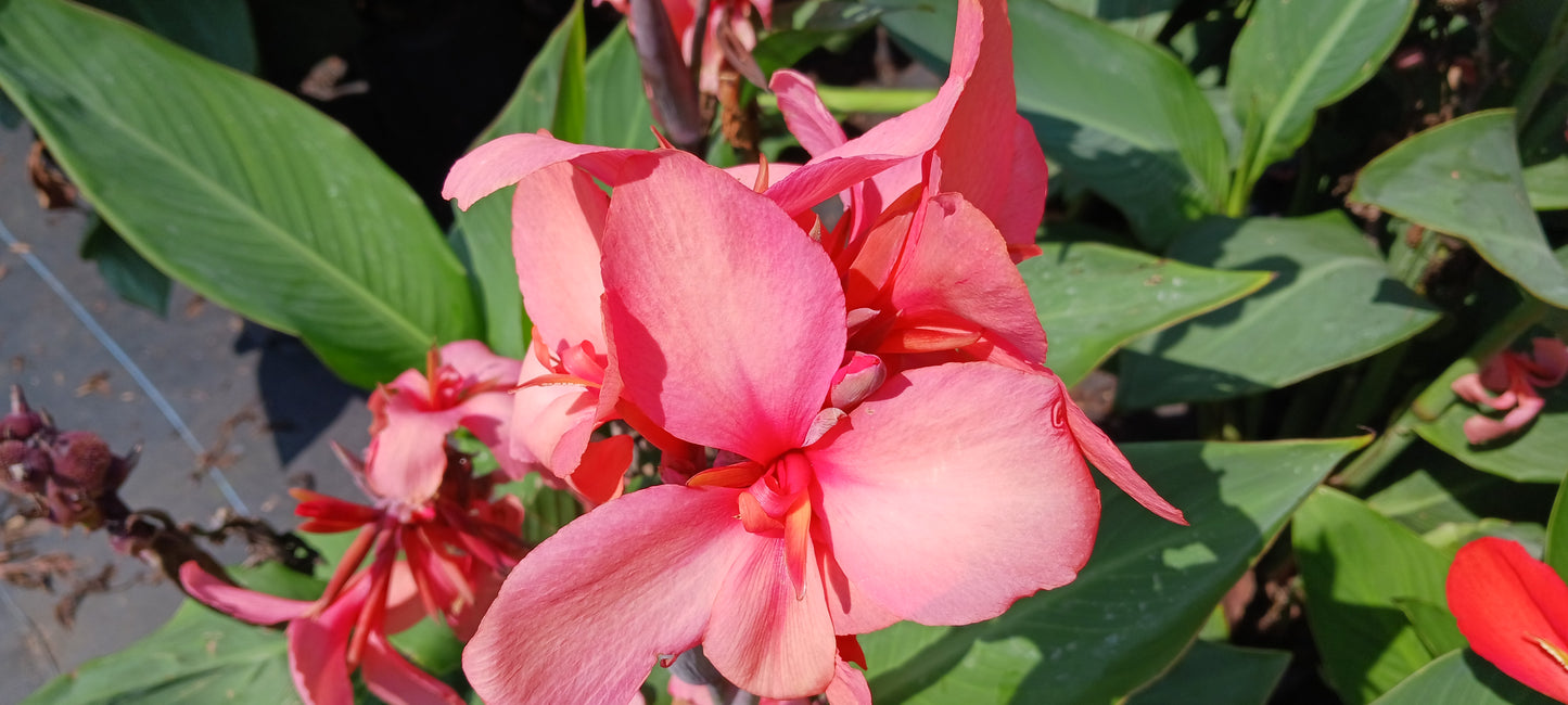 Canna Lily Pink plant not seed bulb rhizome