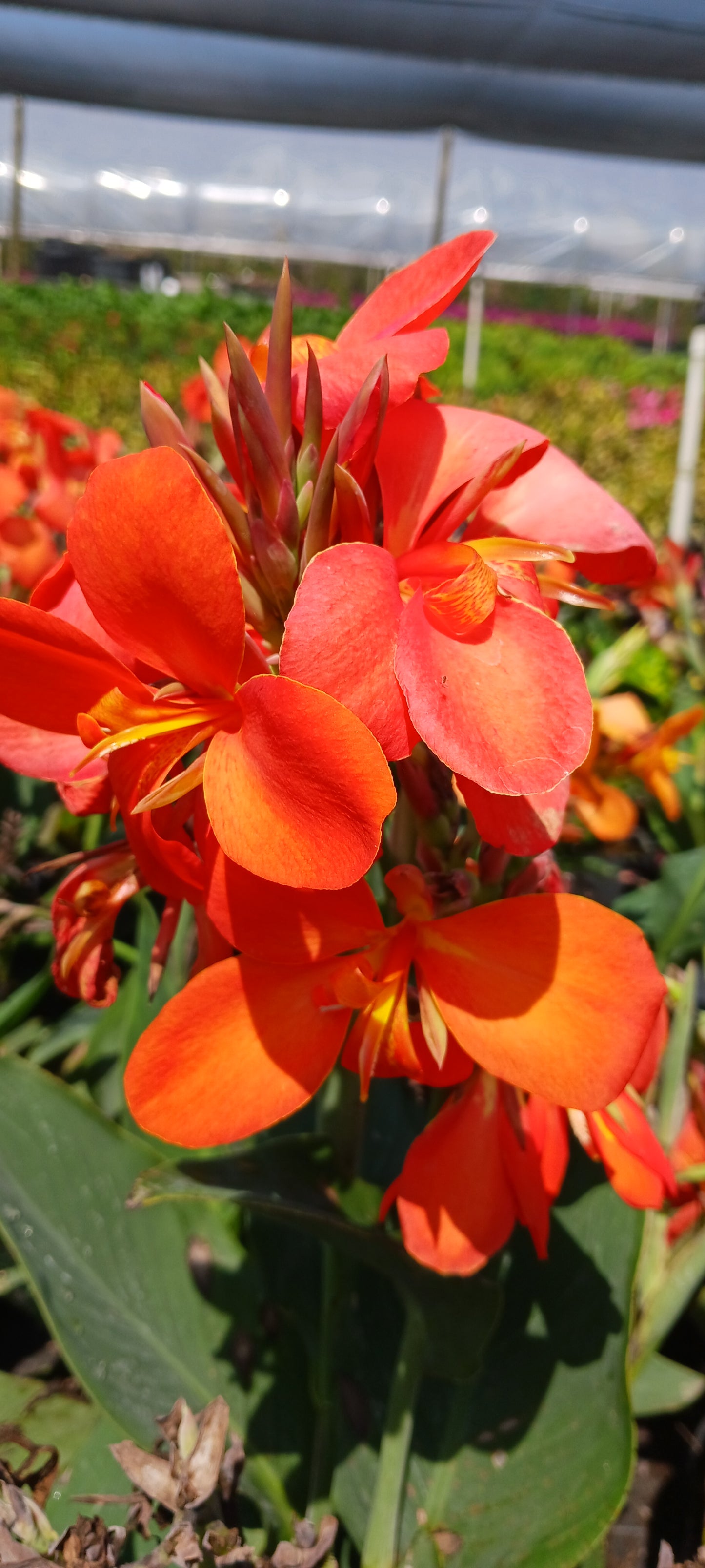 Canna Lily Tangerine Peach coloration plant not seed bulb rhizome