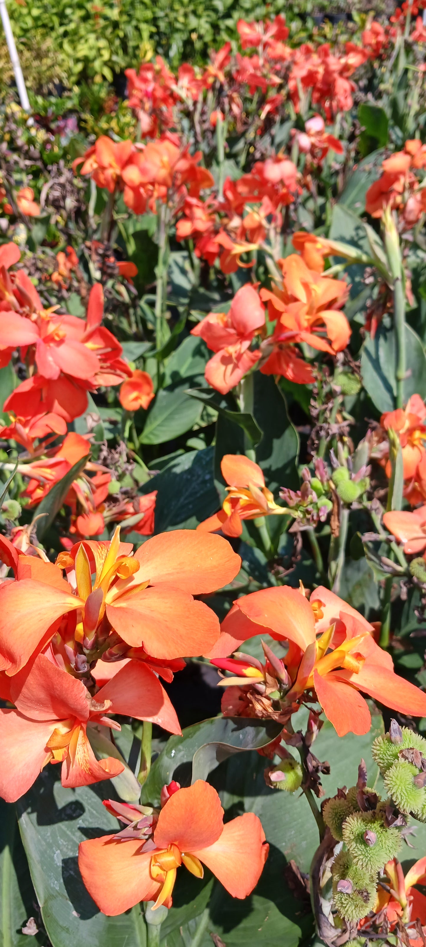 Canna Lily Tangerine Peach coloration plant not seed bulb rhizome