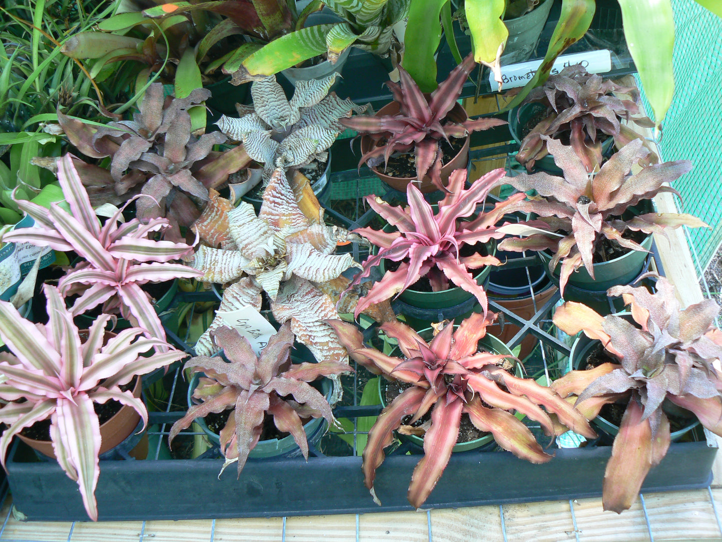 Bromeliad 4 pack of mixed types of Bromeliad