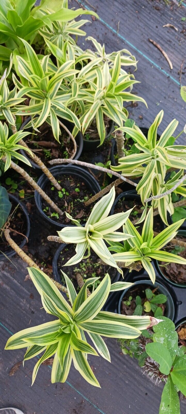 dracaena reflexa 'song of india' Dracaena reflexa Song of India – MadHappenings
