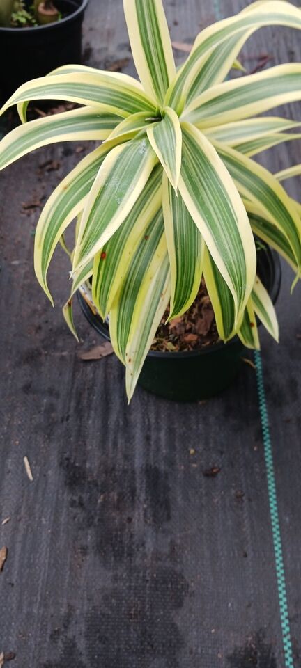 Dracaena reflexa Song of India
