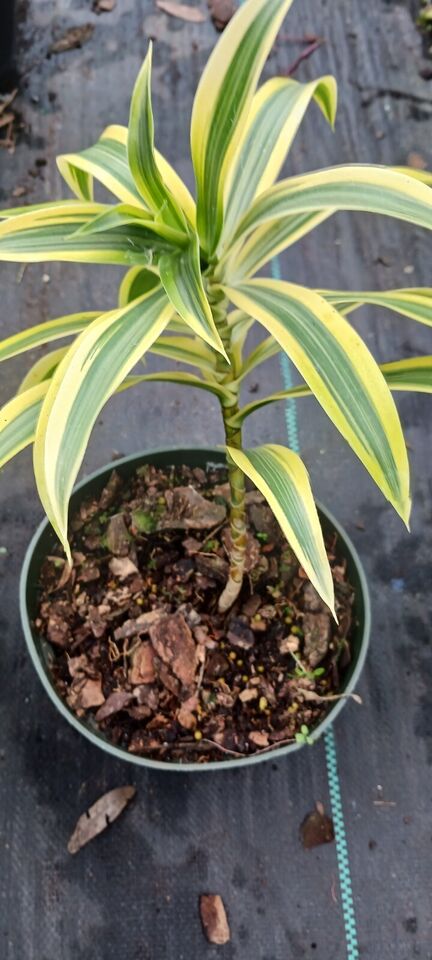 Dracaena reflexa Song of India