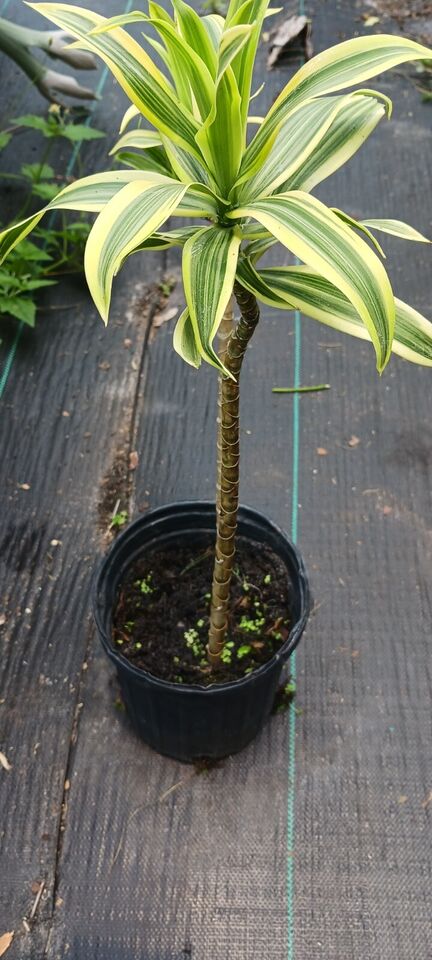 Dracaena reflexa Song of India