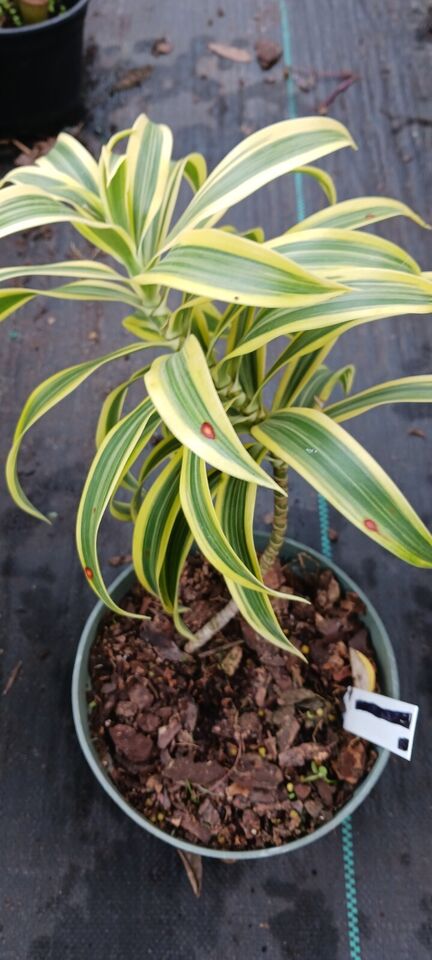 Dracaena reflexa Song of India