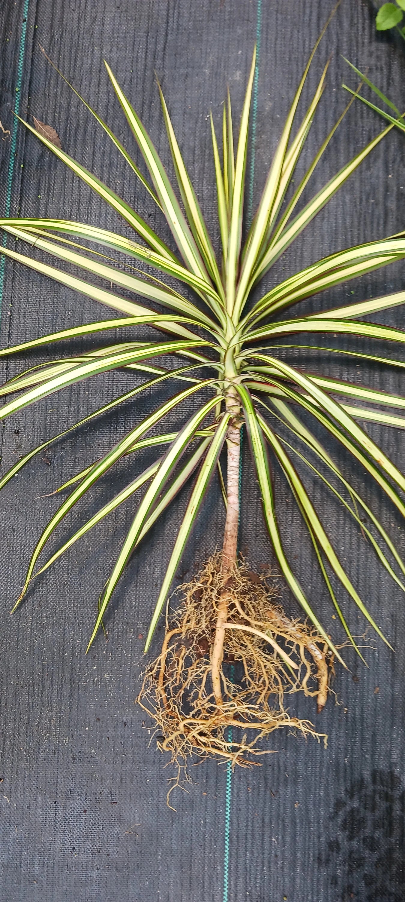Dracaena Marginata Tricolor Key Lime Dragon Tree Tropical Plant