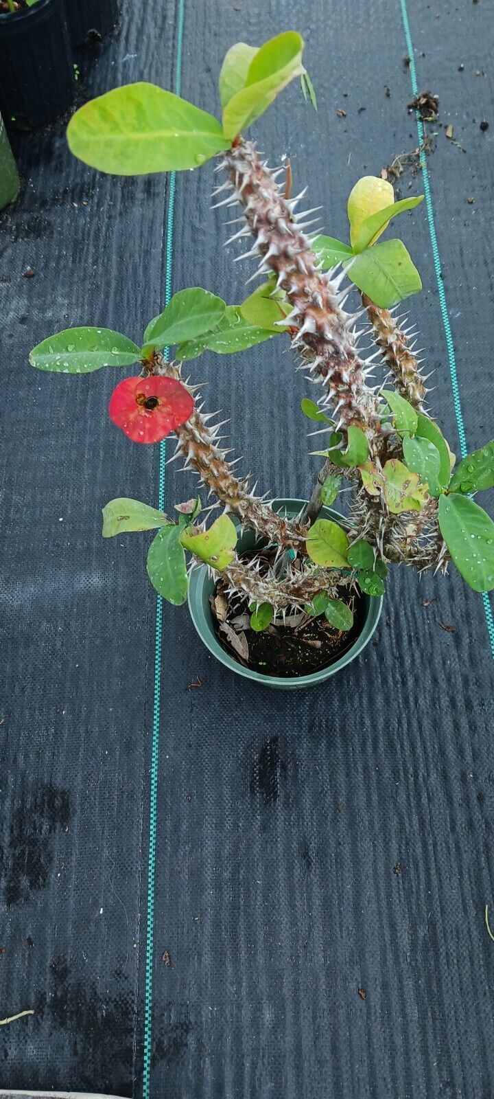 succulent with thorns and leaves Euphorbia milii Crown of Thorns Madagascar Catus Succulent Plant