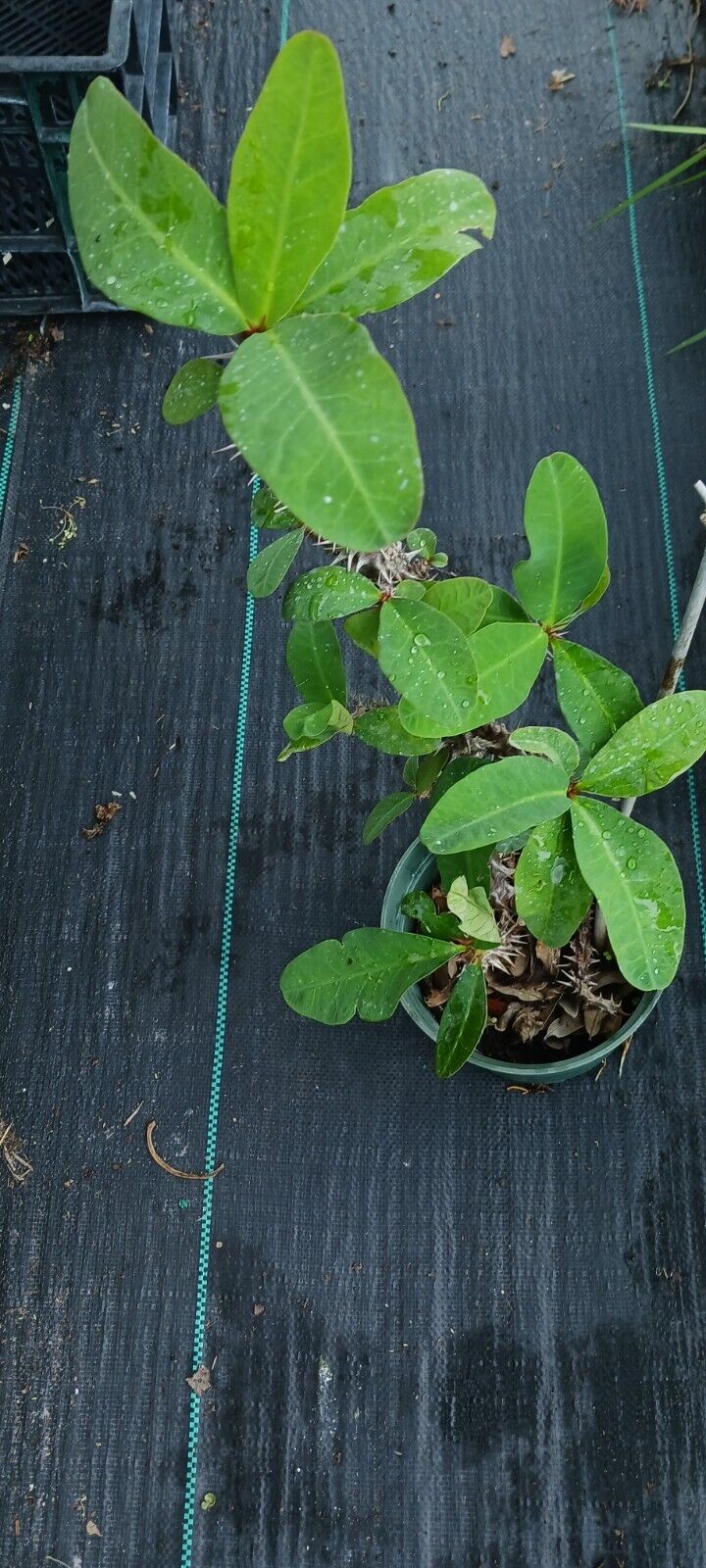 Euphorbia milii Crown of Thorns Madagascar Catus Succulent Plant