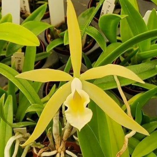 Orchids at Wholesale Price 10 count pack Various Cattleya Alliance