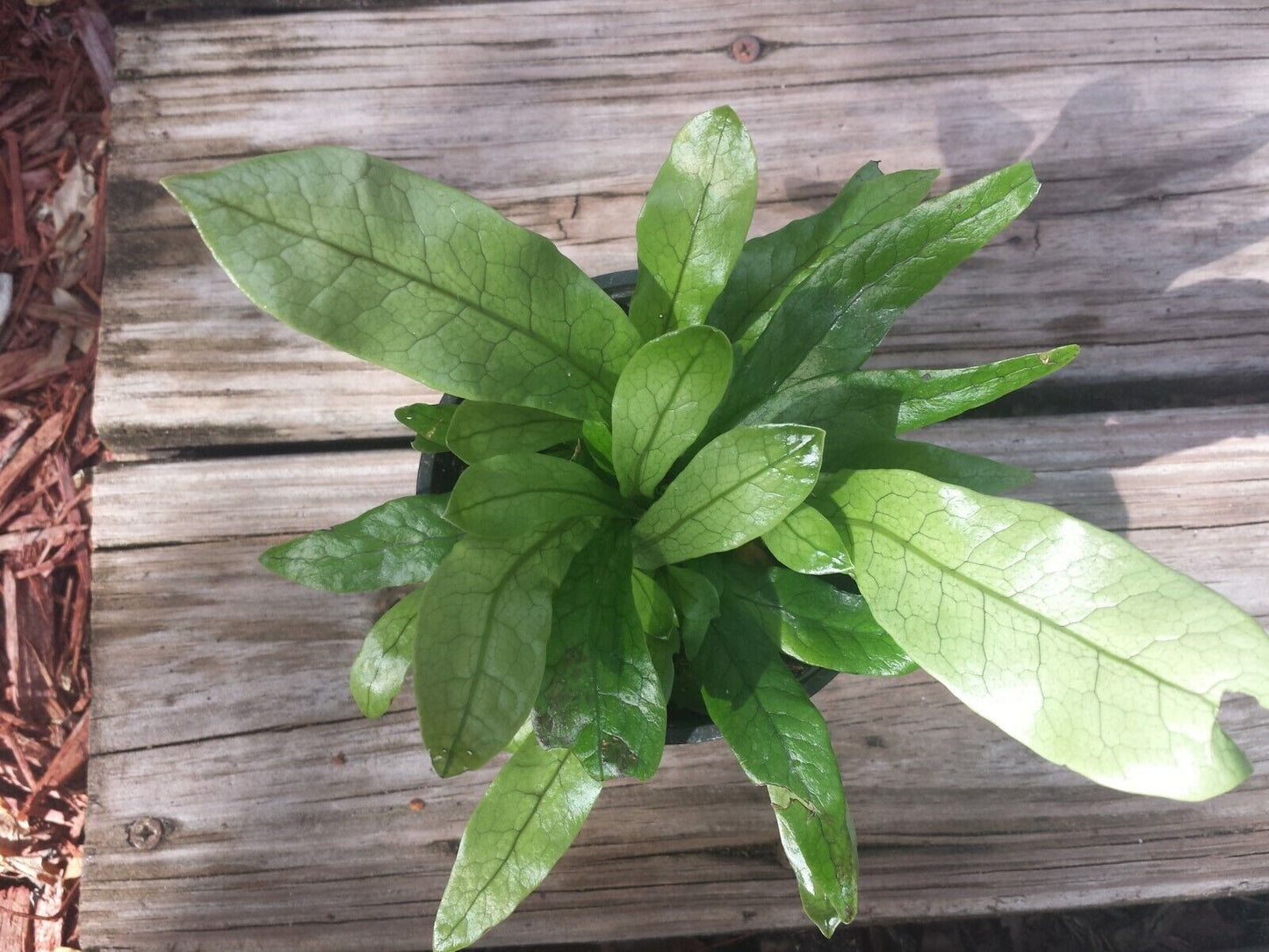 Crocodile Fern Microsorum Musifolium 4" pot Dart Frog terrarium