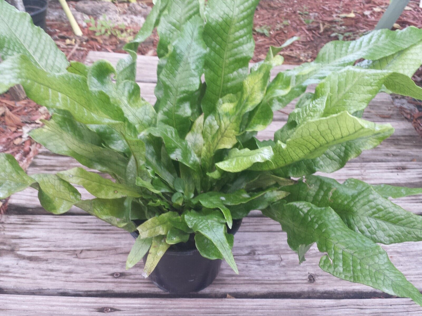 Crocodile Fern Microsorum Musifolium 4" pot Dart Frog terrarium