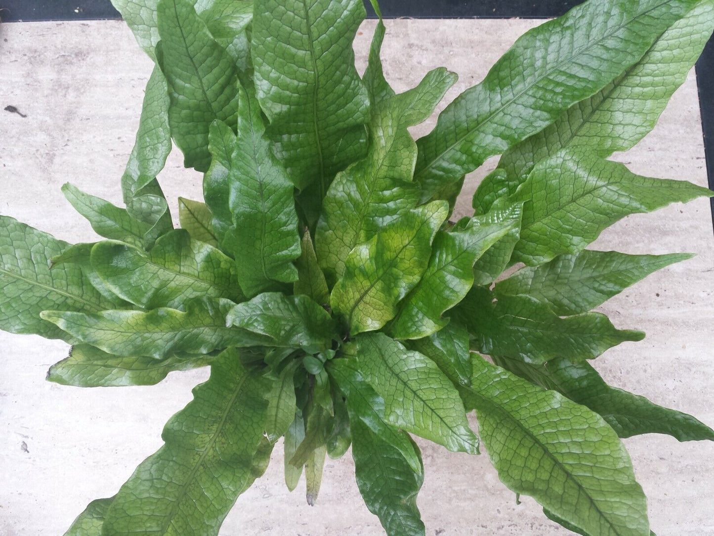 Fern Crocodile Fern Microsorum Musifolium in coconut pot Plant