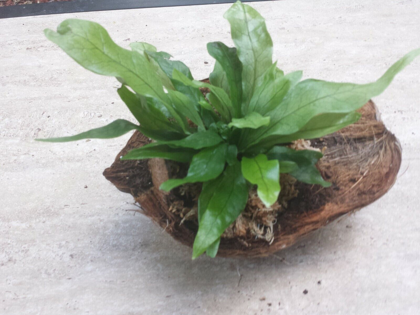 Fern Crocodile Fern Microsorum Musifolium in coconut pot Plant