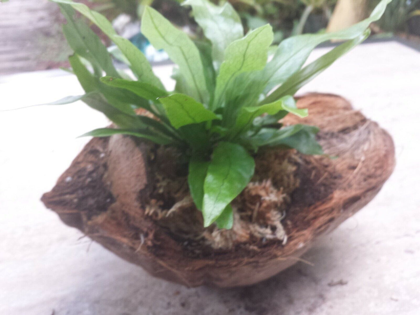 Fern Crocodile Fern Microsorum Musifolium in coconut pot Plant