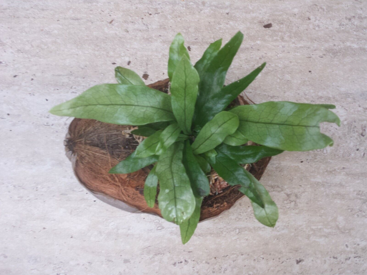 Crocodile Fern Microsorum Musifolium in coconut pot Plant