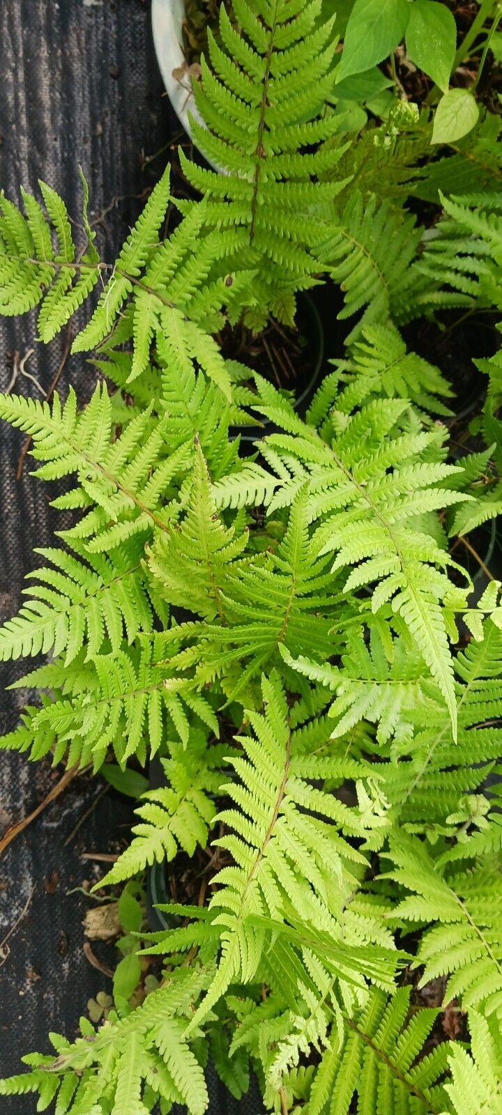 Fern Florida Shield Fern Dryopteris ludoviciana 4" pot plant