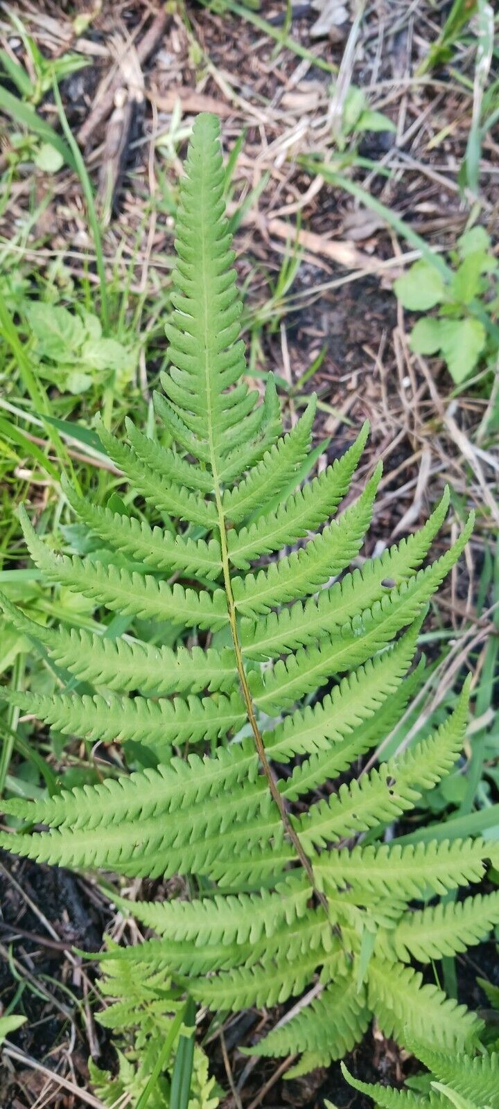 Free Florida Shield Fern Dryopteris ludoviciana 4" pot plant with required purchase of Non-Plant Merchandise