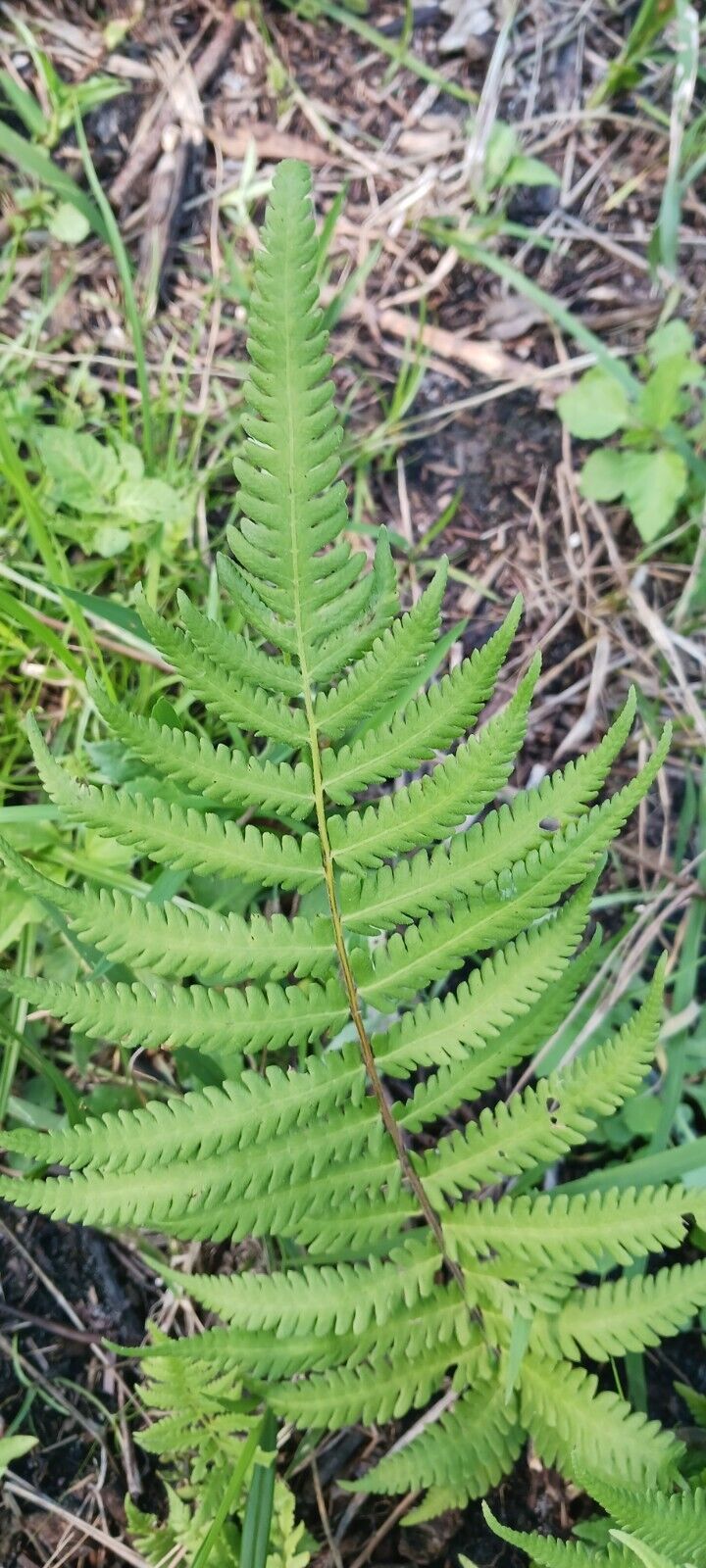 Fern Florida Shield Fern Dryopteris ludoviciana 4" pot plant