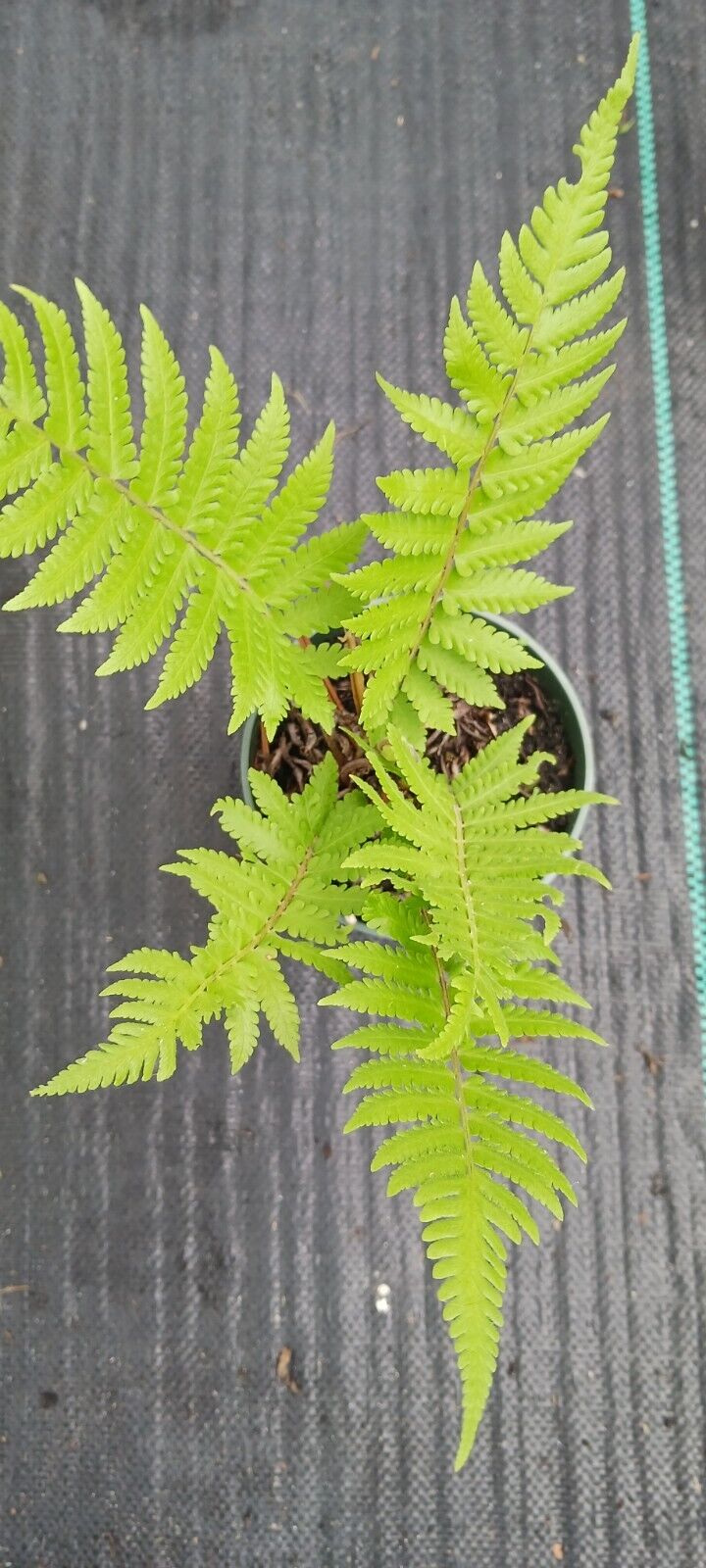 Fern Florida Shield Fern Dryopteris ludoviciana 4" pot plant