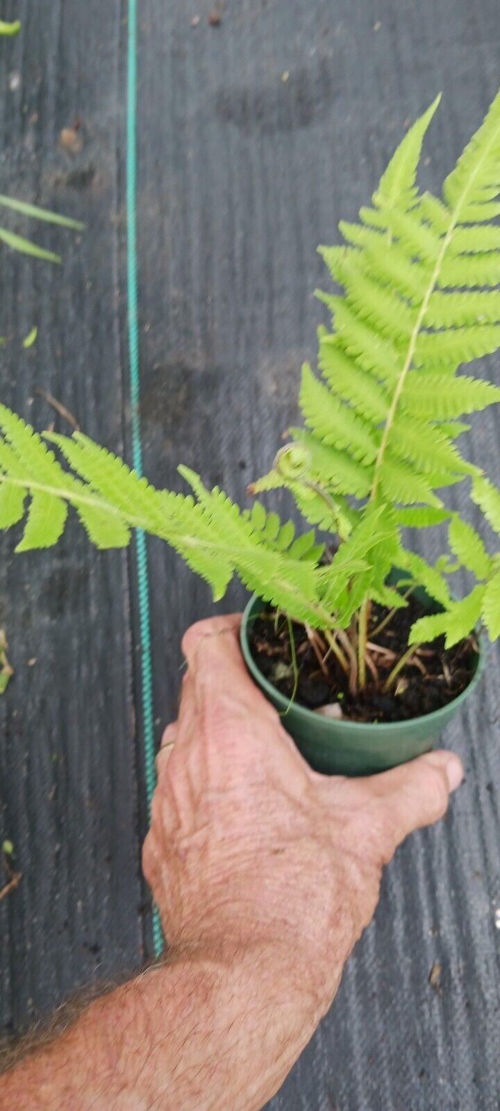 Free Florida Shield Fern Dryopteris ludoviciana 4" pot plant with required purchase of Non-Plant Merchandise